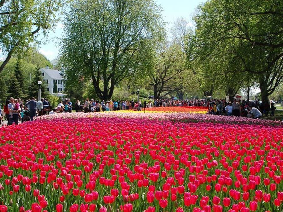 Picture of Canadian Tulip Festival