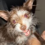Mitzi