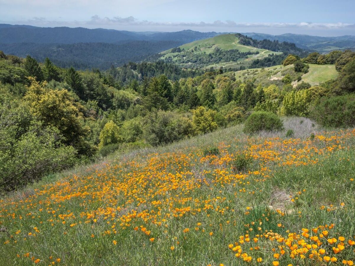Picture of Rancho San Antonio County Park & Open Space Preserve