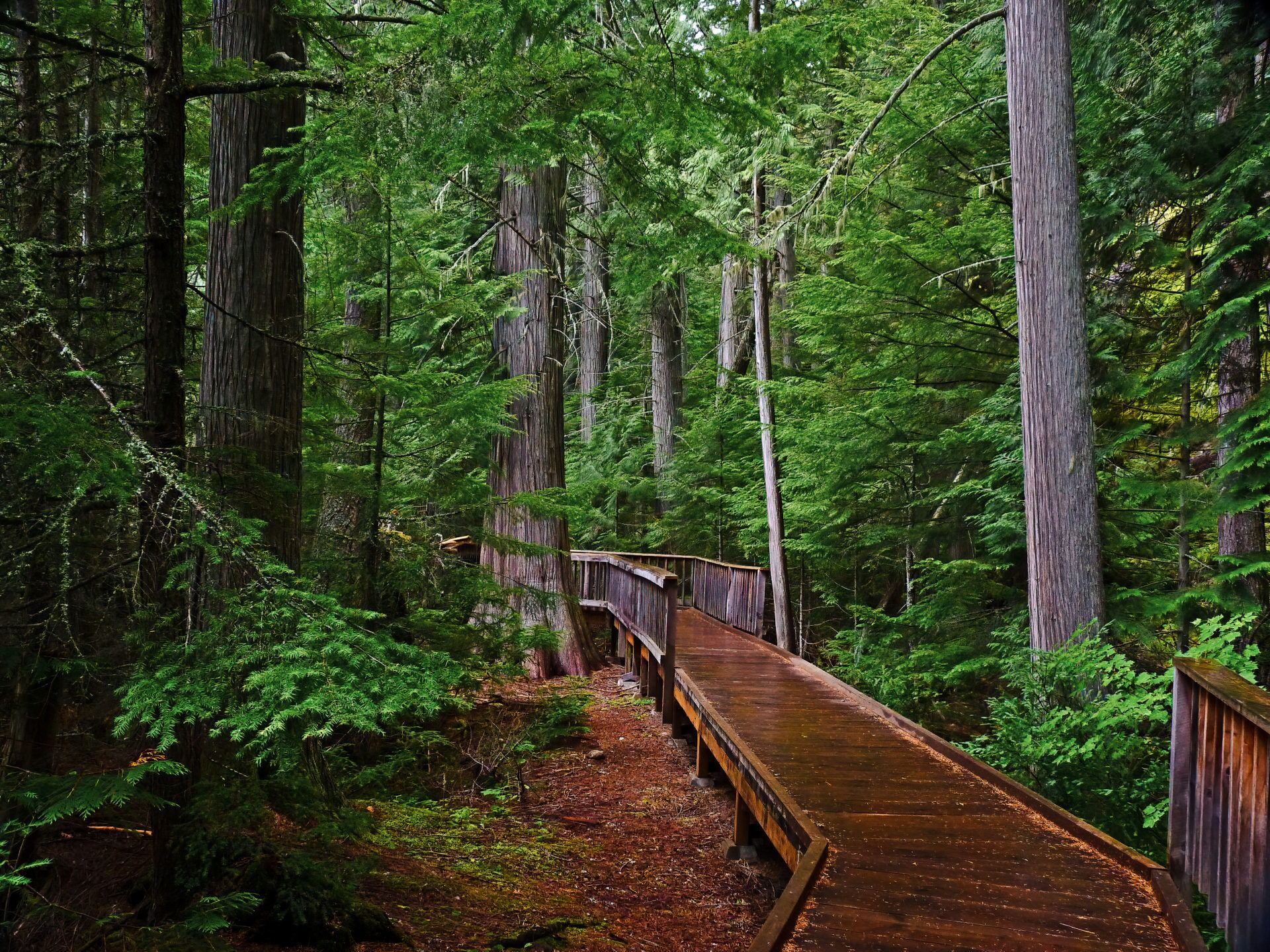 Picture of Trail of the Cedars