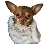 Praline Rose