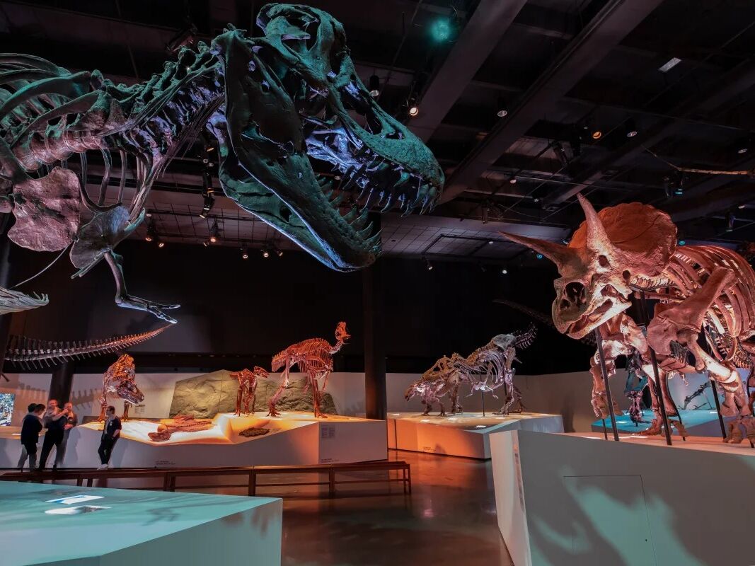 Picture of Houston Museum of Natural Science