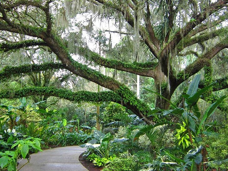 Picture of Harry P Leu Gardens