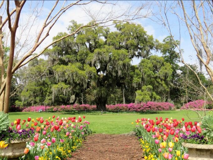 Picture of Airlie Gardens