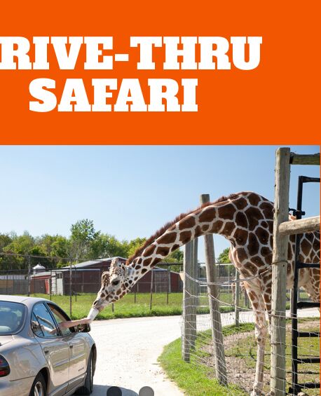 Picture of African Safari Wildlife Park 
