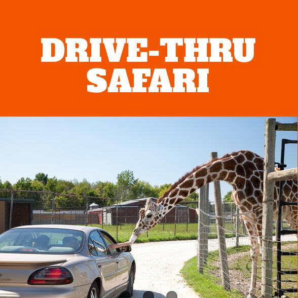 Picture of African Safari Wildlife Park 
