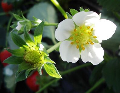 Picture of Strawberry Fields Hydroponic Farm