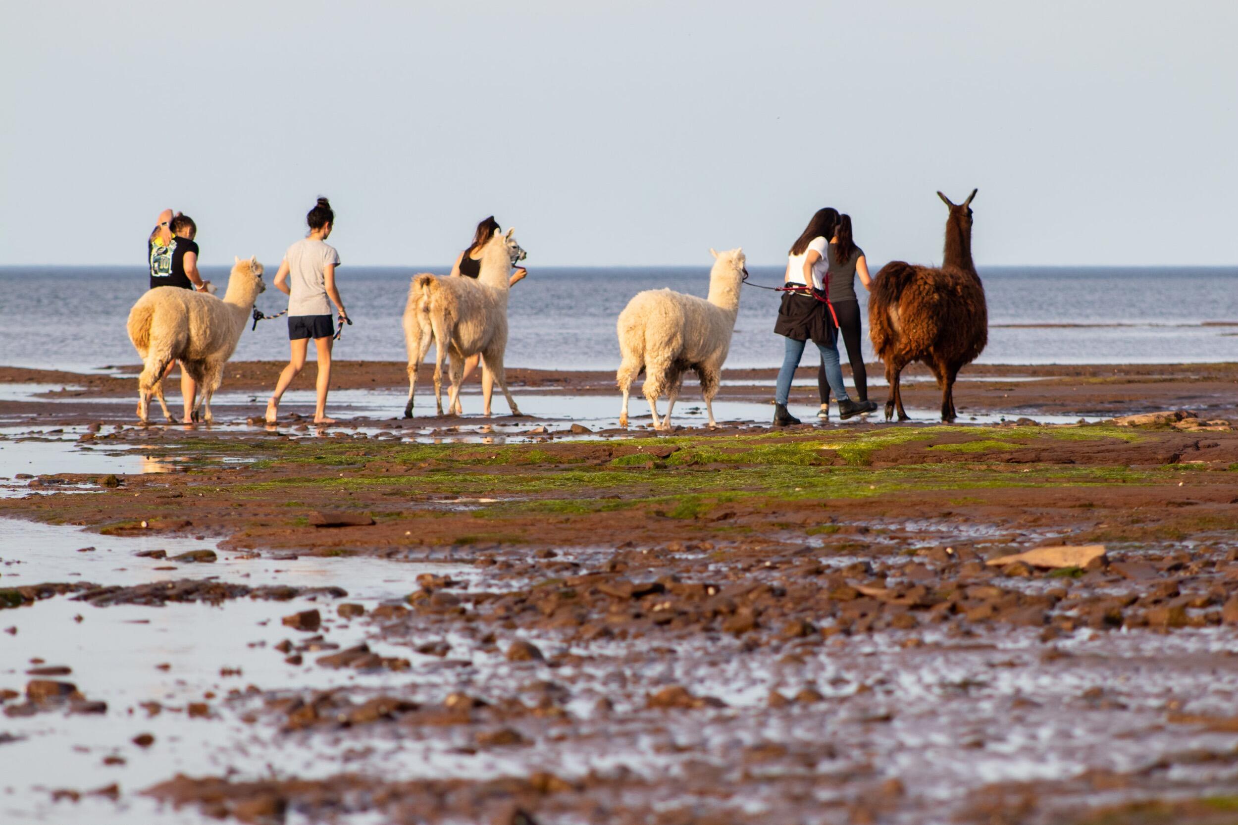 Picture of Llama-zing adventures