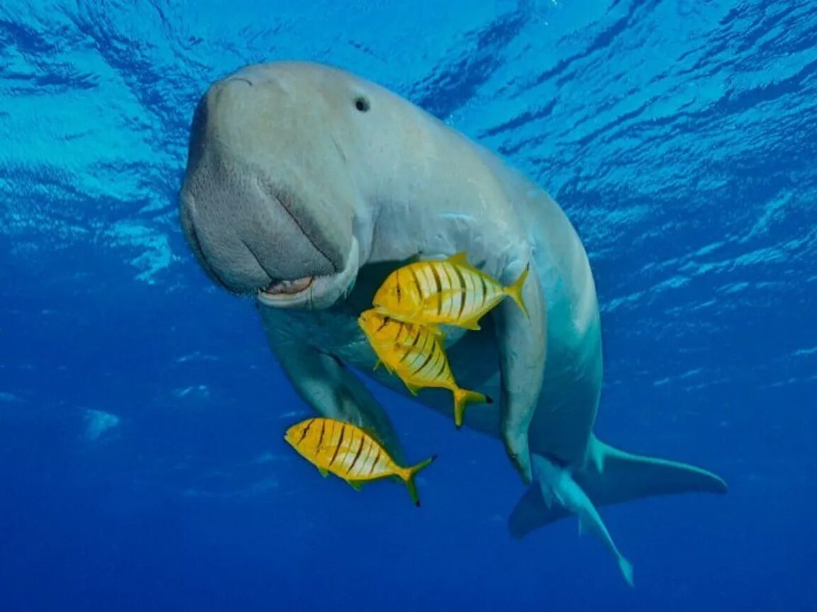 Picture of Dugong Watching & Diatoy Island Hopping