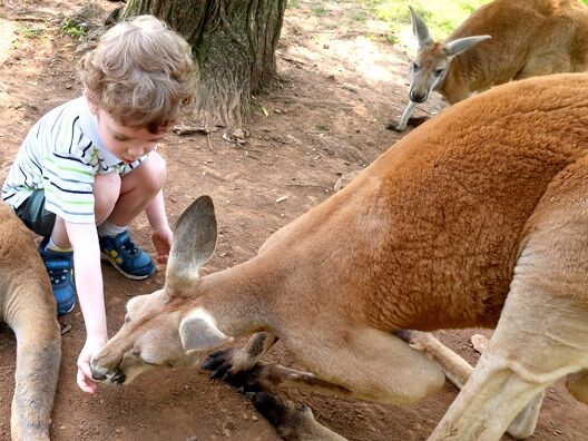 Picture of Kentucky Down Under