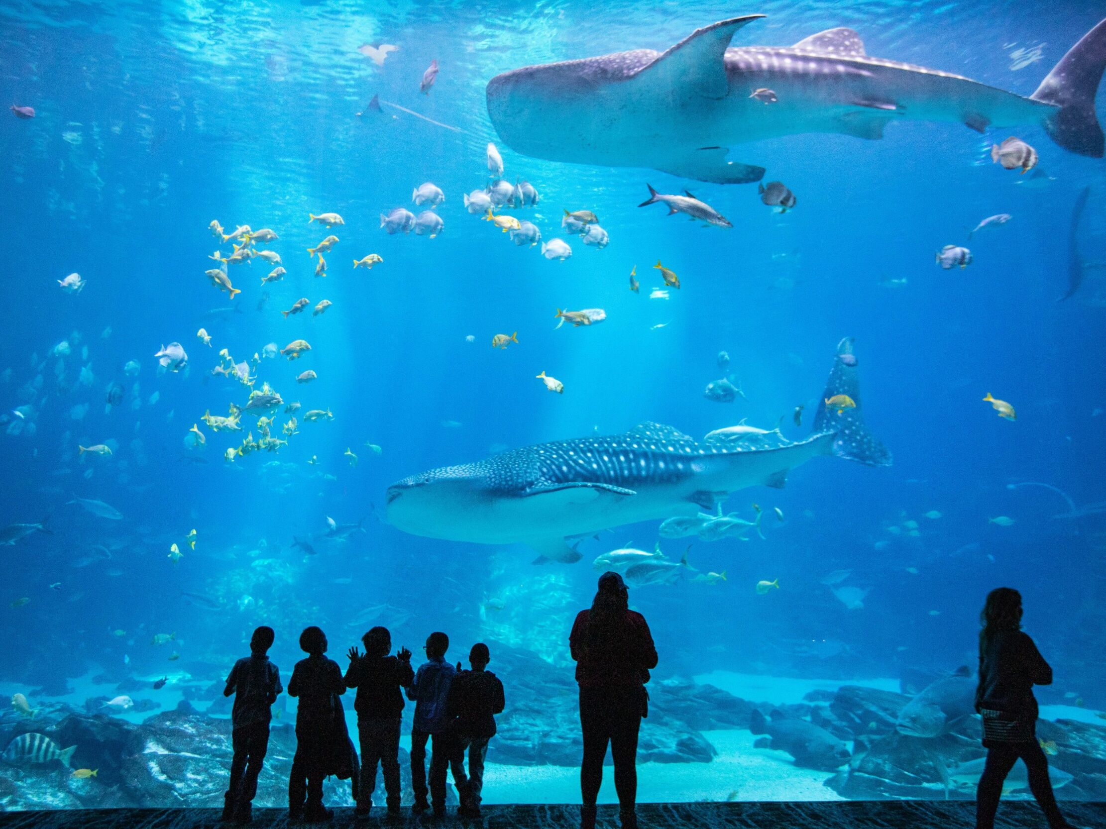 Picture of Georgia Aquarium