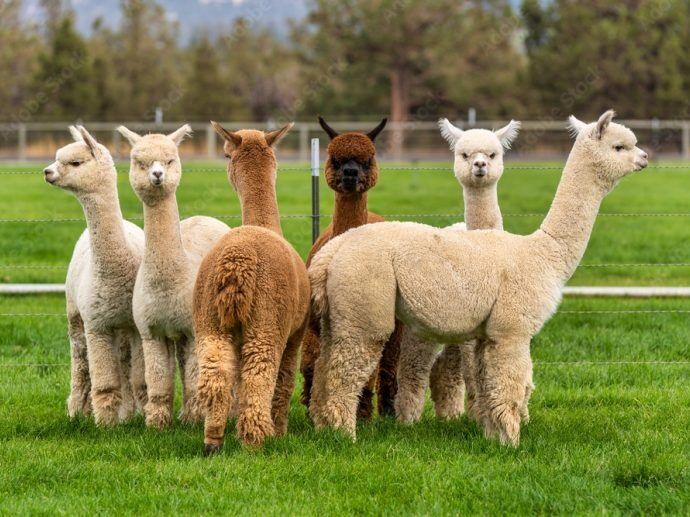 Picture of Stormwind Alpacas Farm and Farm Store
