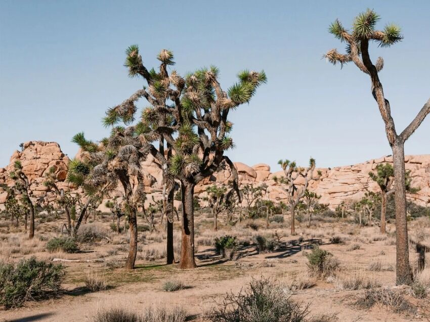 Picture of Honey Moon