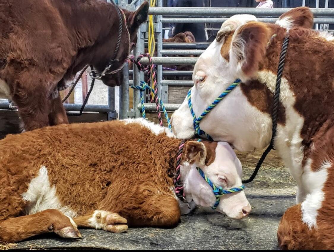 Picture of Pa Farm show