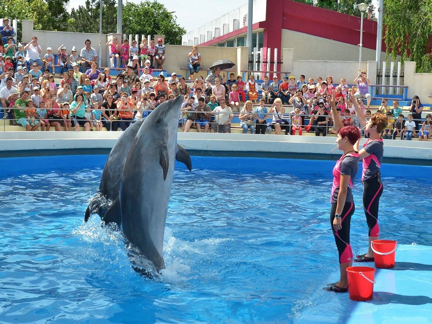 Picture of Agadir Dolphin World