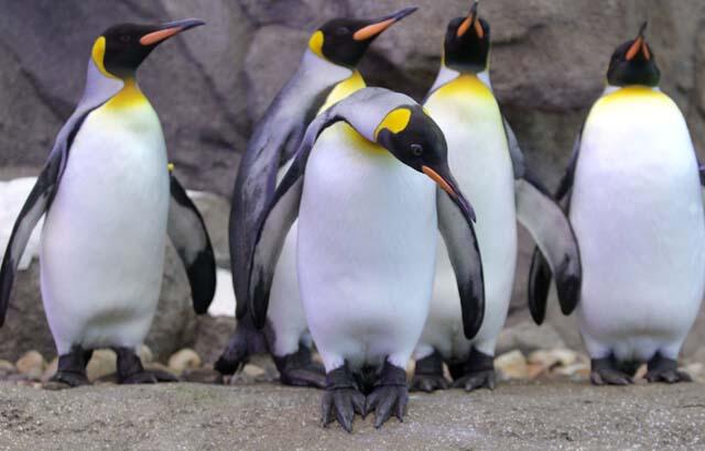 Picture of Calgary Zoo