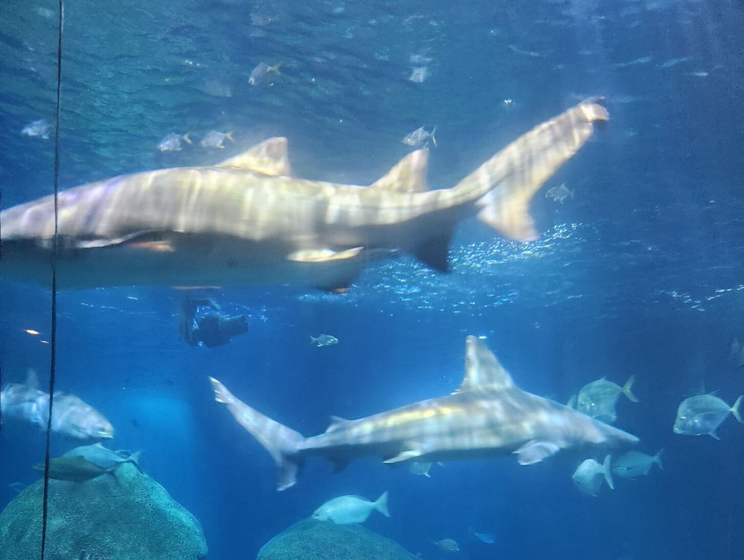Picture of Aquarium