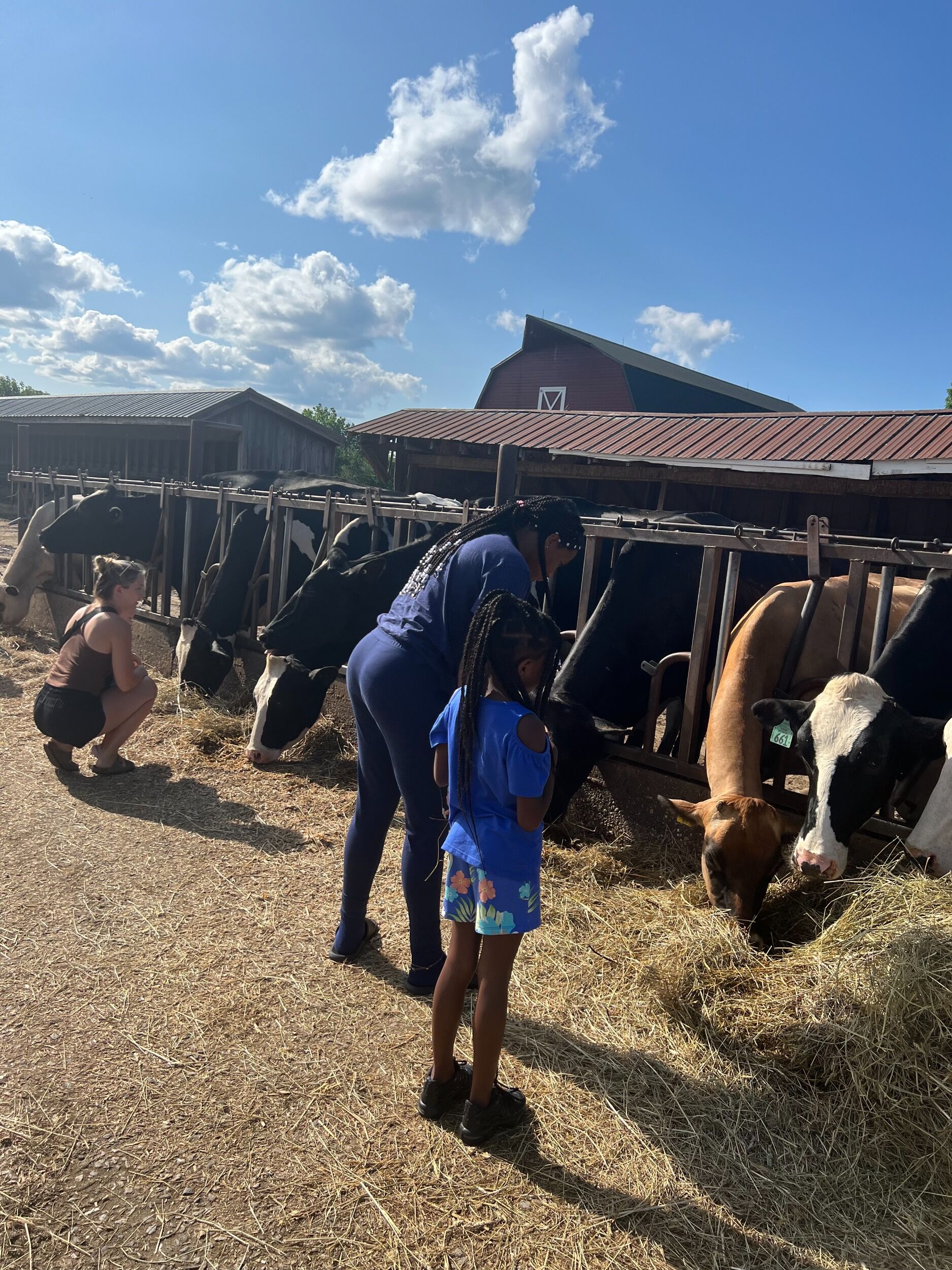 Picture of Visit Flayvors of Cook Farm! Feed some cows and have some ice cream.