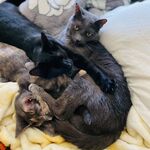 Stanley, Vinny and Violet