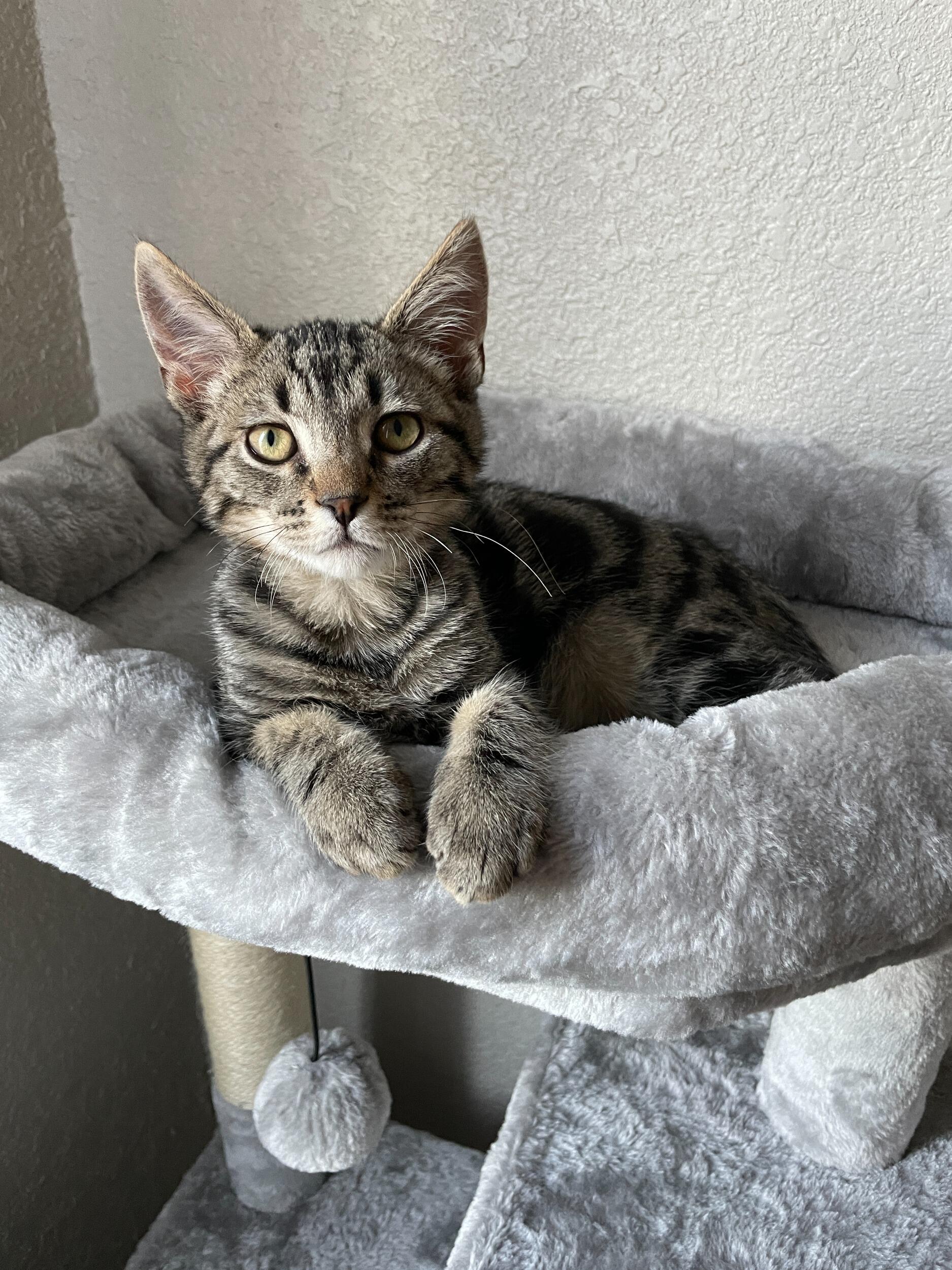 Adopted our first furbaby, Artie.