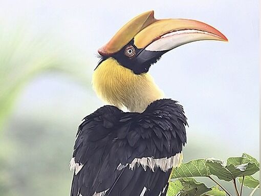 Picture of Magaul Bird Park 