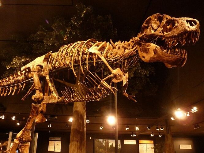 Picture of Museum of the Rockies