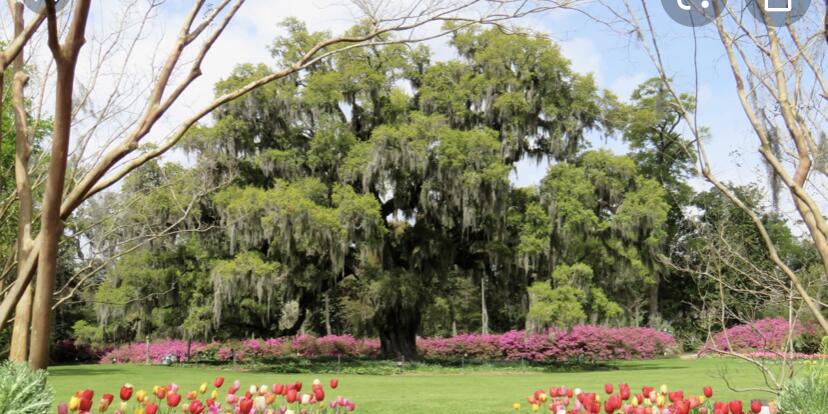 Picture of Airlie Gardens