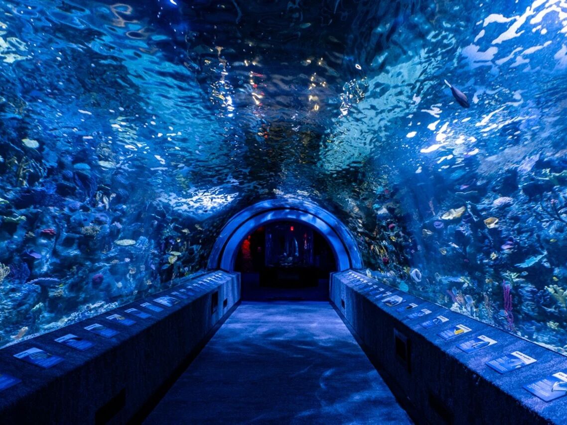 Picture of Newport Aquarium 1 