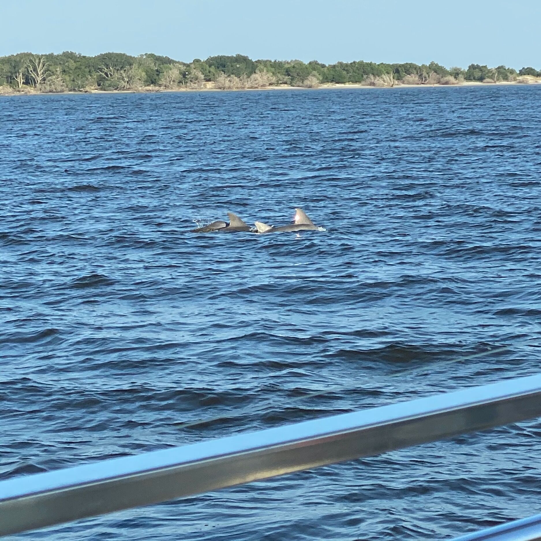 Picture of Dolphin Tours of Jekyll Island