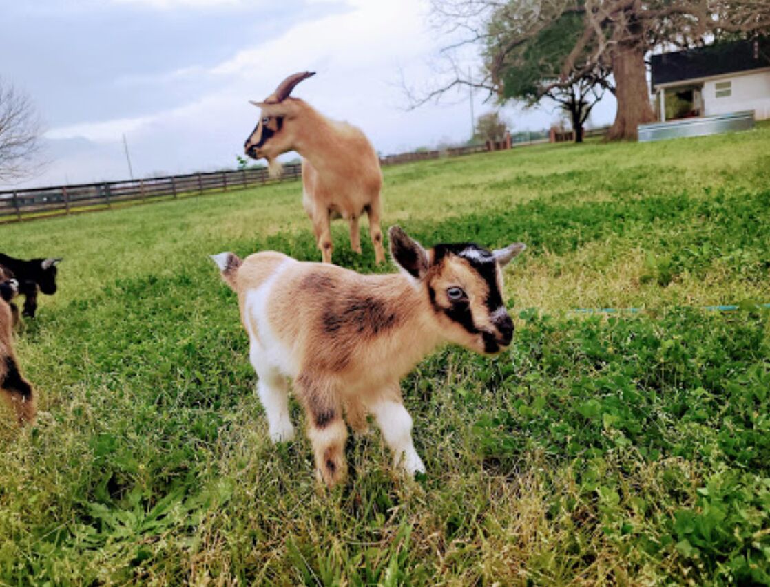 Picture of ROSE Therapeutic Farm And Goat Yoga