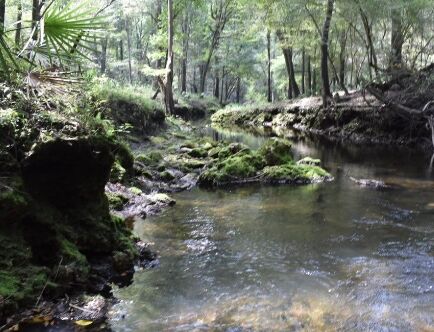 Picture of Suwannee River State Park