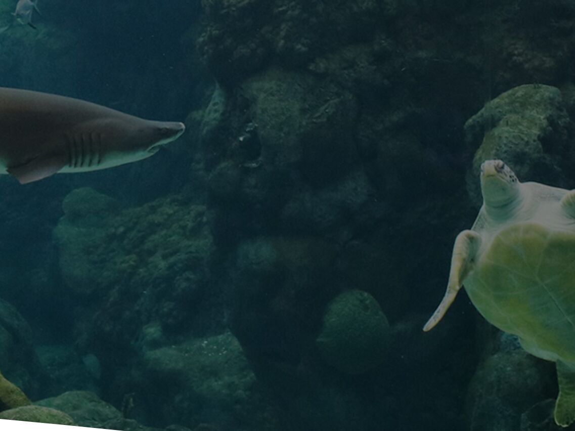 Picture of The Florida Aquarium