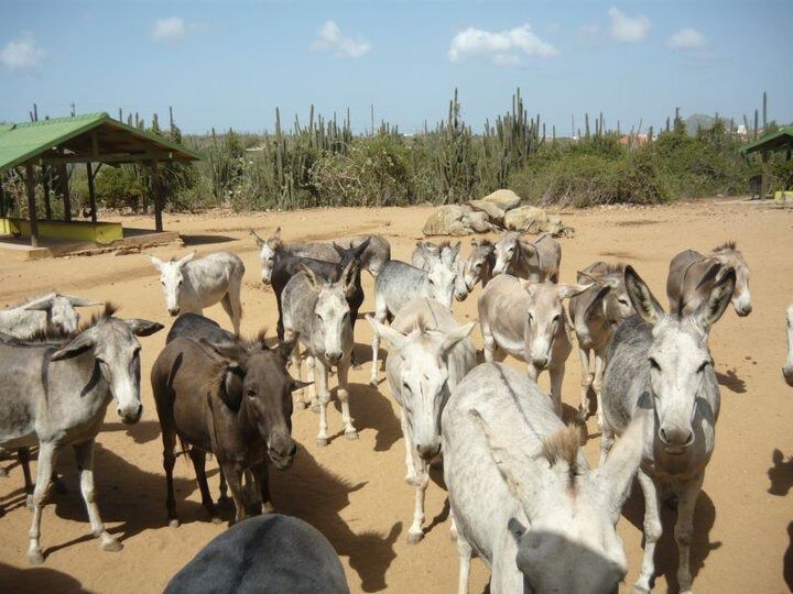 Picture of Donkey Sanctuary Aruba