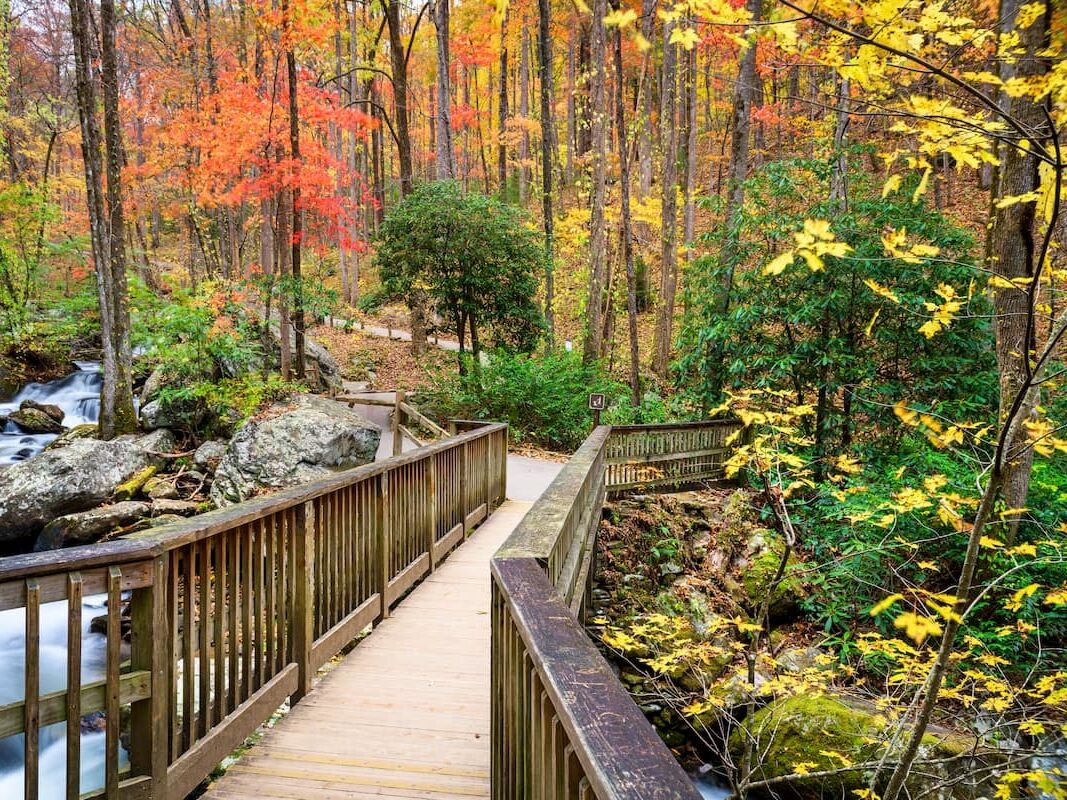 Picture of Chattahoochee-Oconee National Forests