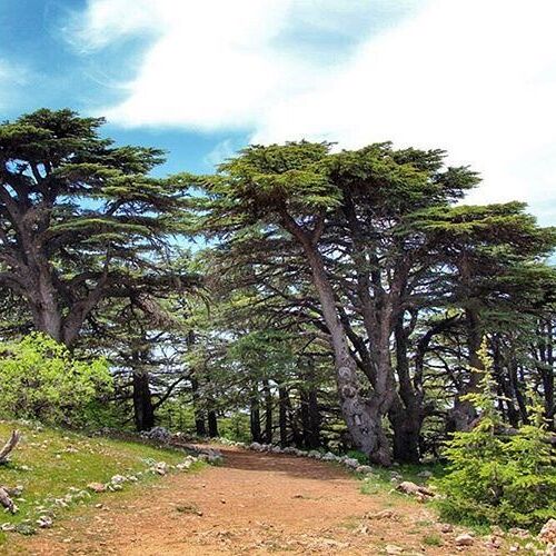 Picture of Barouk Forest 