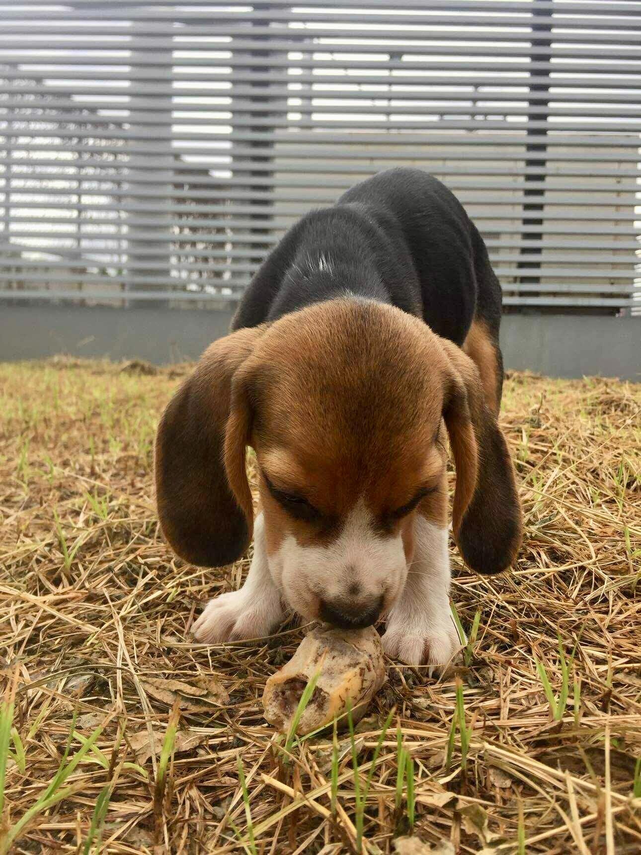 Picture of The Day We Got Our Dog