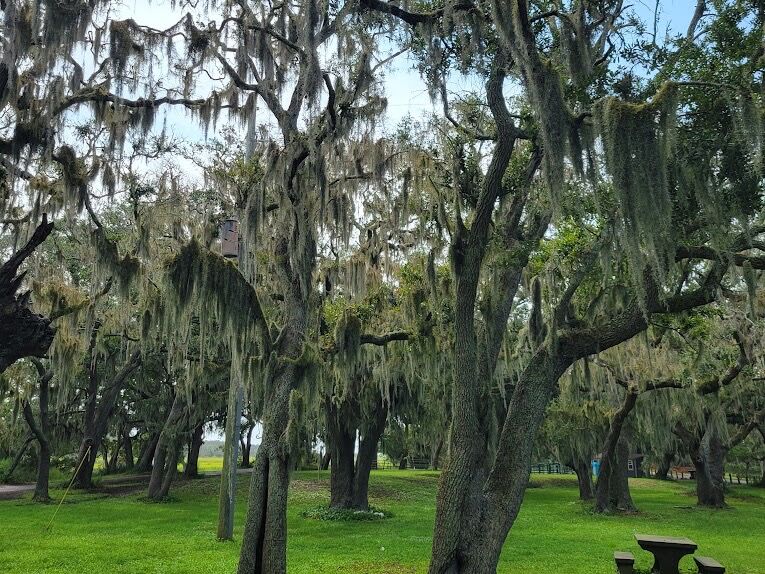 Picture of Golden Isles Carriage and Trail Rides