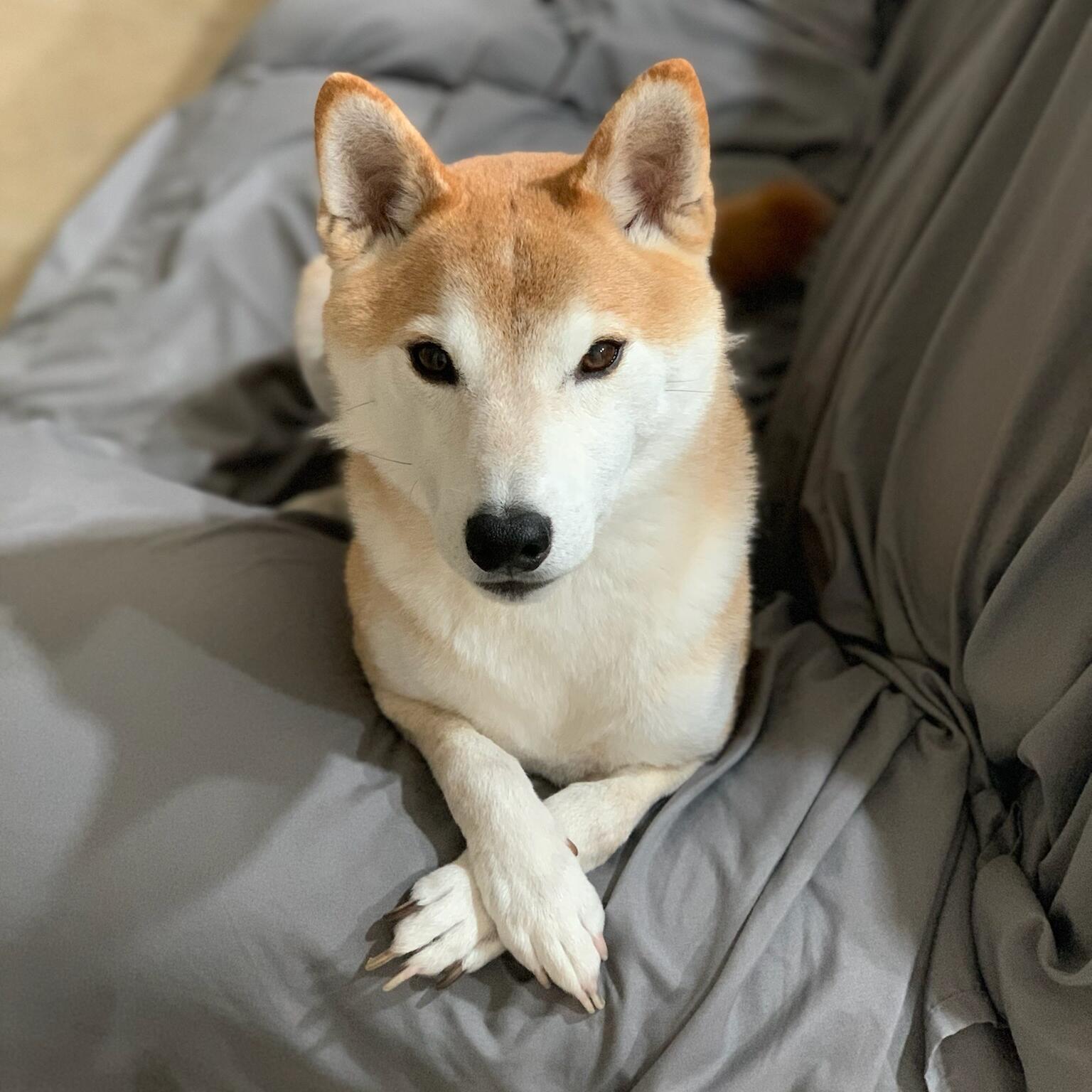 Prince Pongo