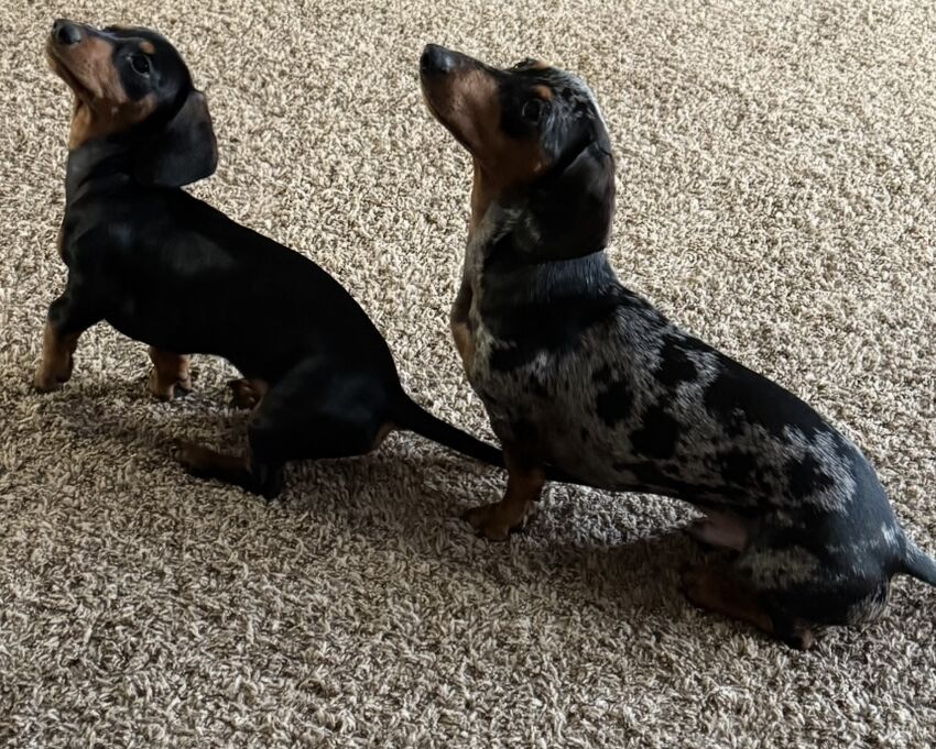 Picture of Our dogs