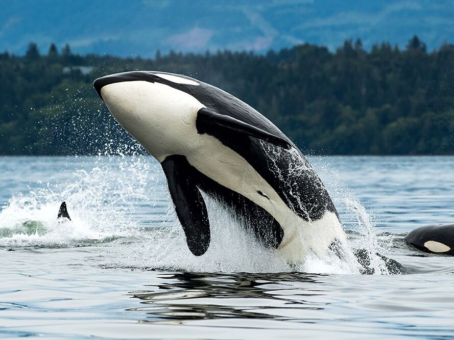 Picture of 14. Whale Watching Tour- Clipper's Vacations