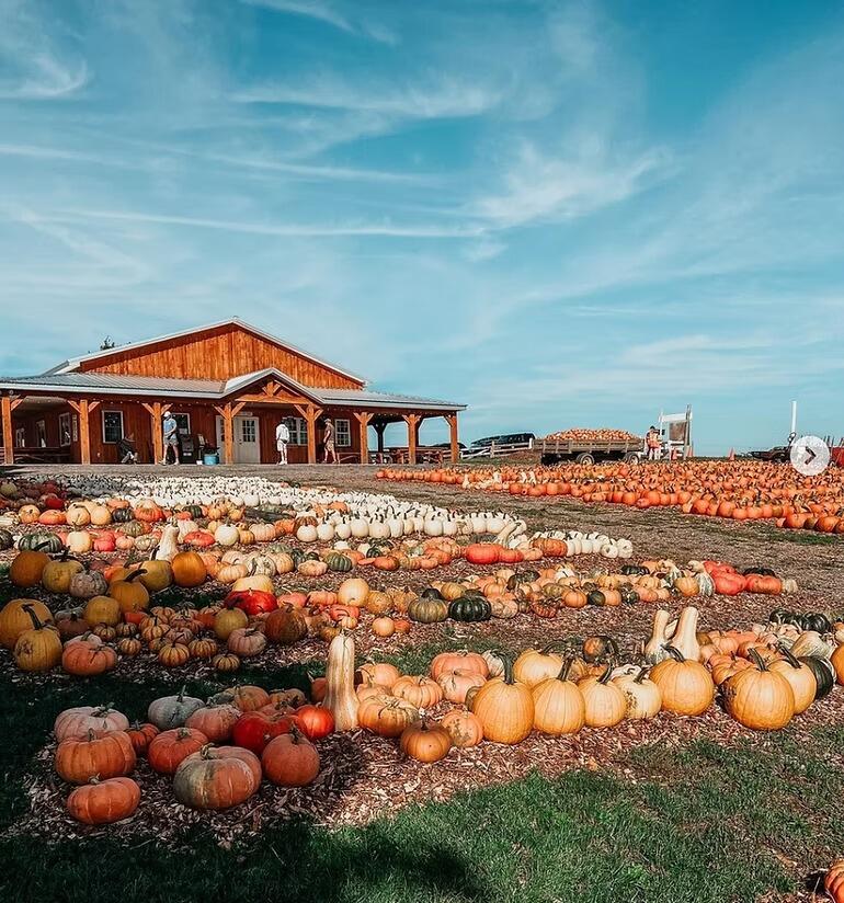 Picture of Tim's Pumpkin Patch