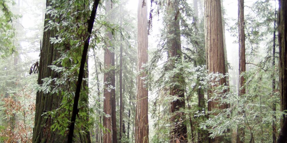 Picture of Armstrong Redwoods State Natural Reserve