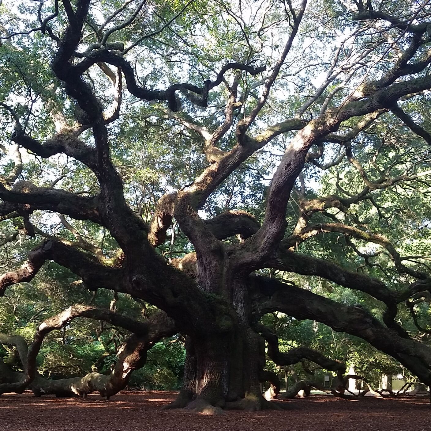 Picture of Angel Oak Park