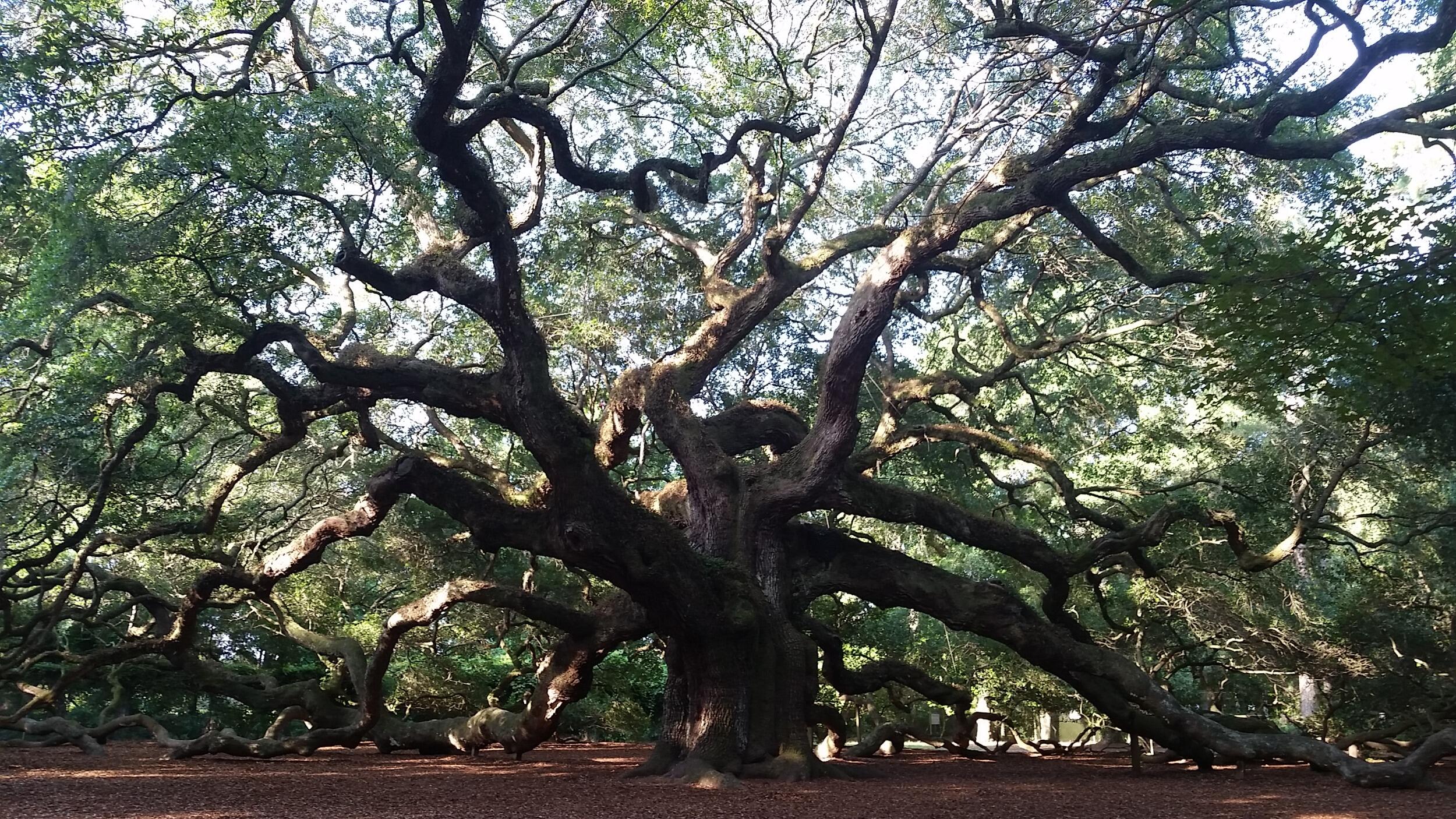 Picture of Angel Oak Park
