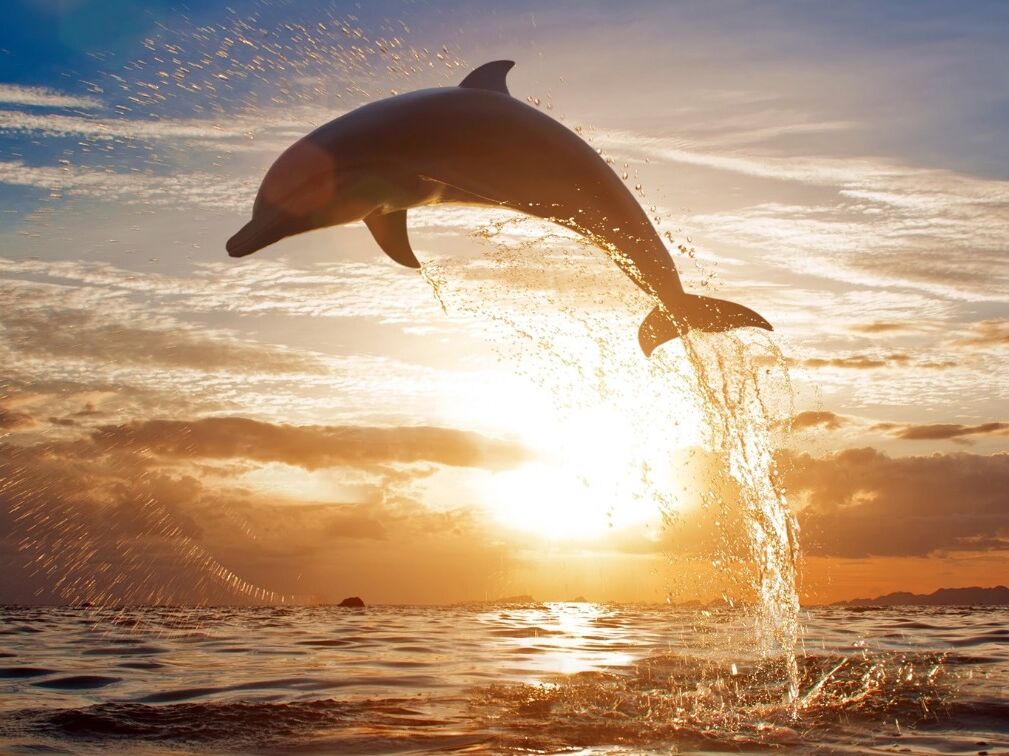 Picture of Dolphin Cruise Aboard Dolphin Tales