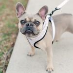 Penelope Rose
