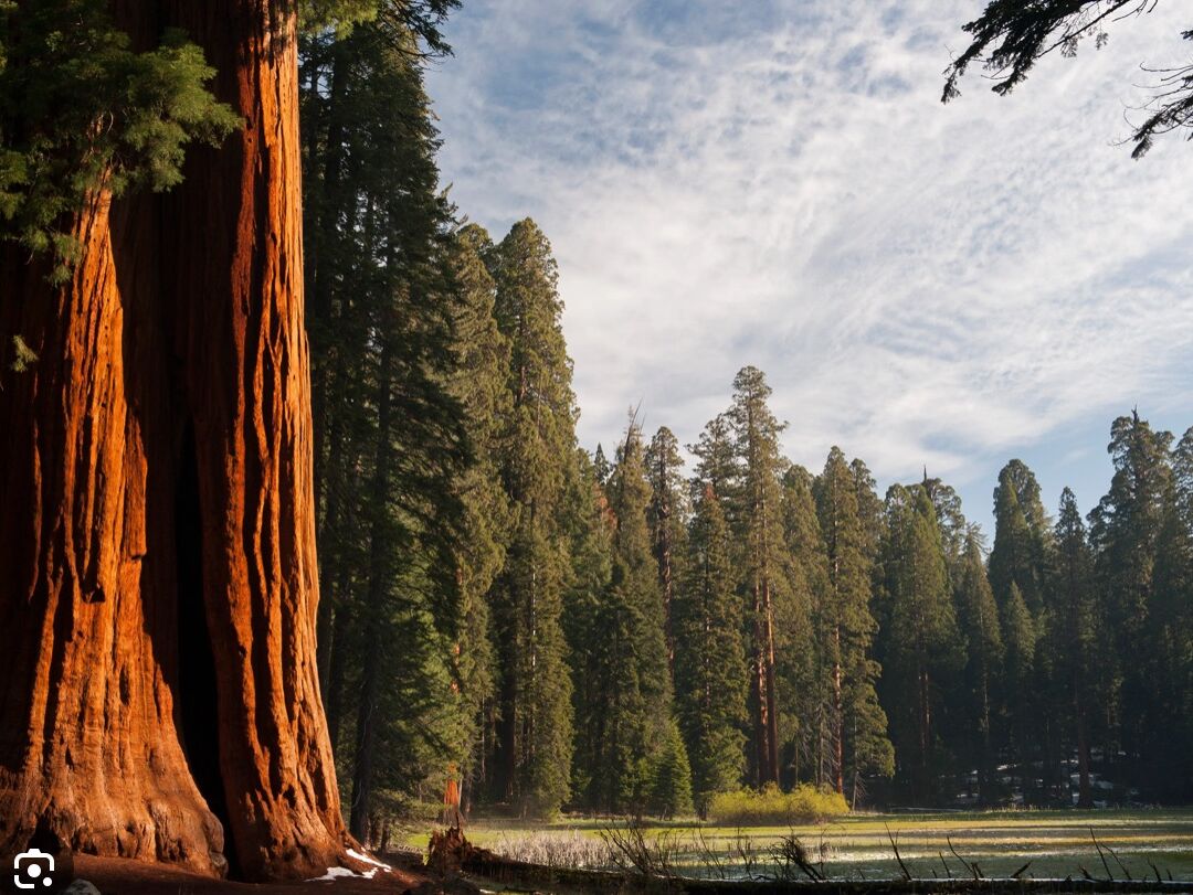 Picture of Sequoia National Park