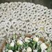 White Gardenia and Silver Brunia Boutonnieres