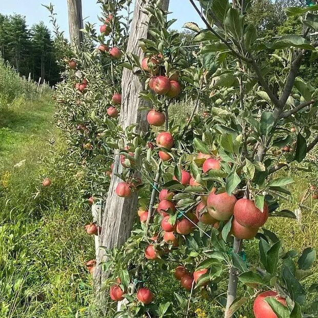 Picture of Majestic Farm