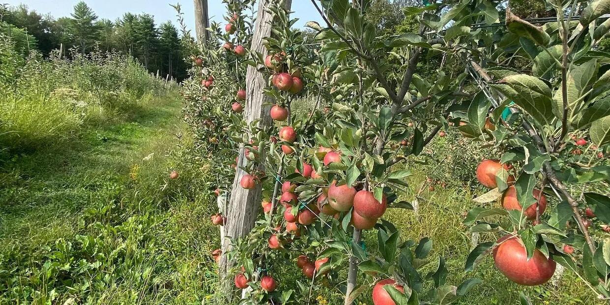 Picture of Majestic Farm